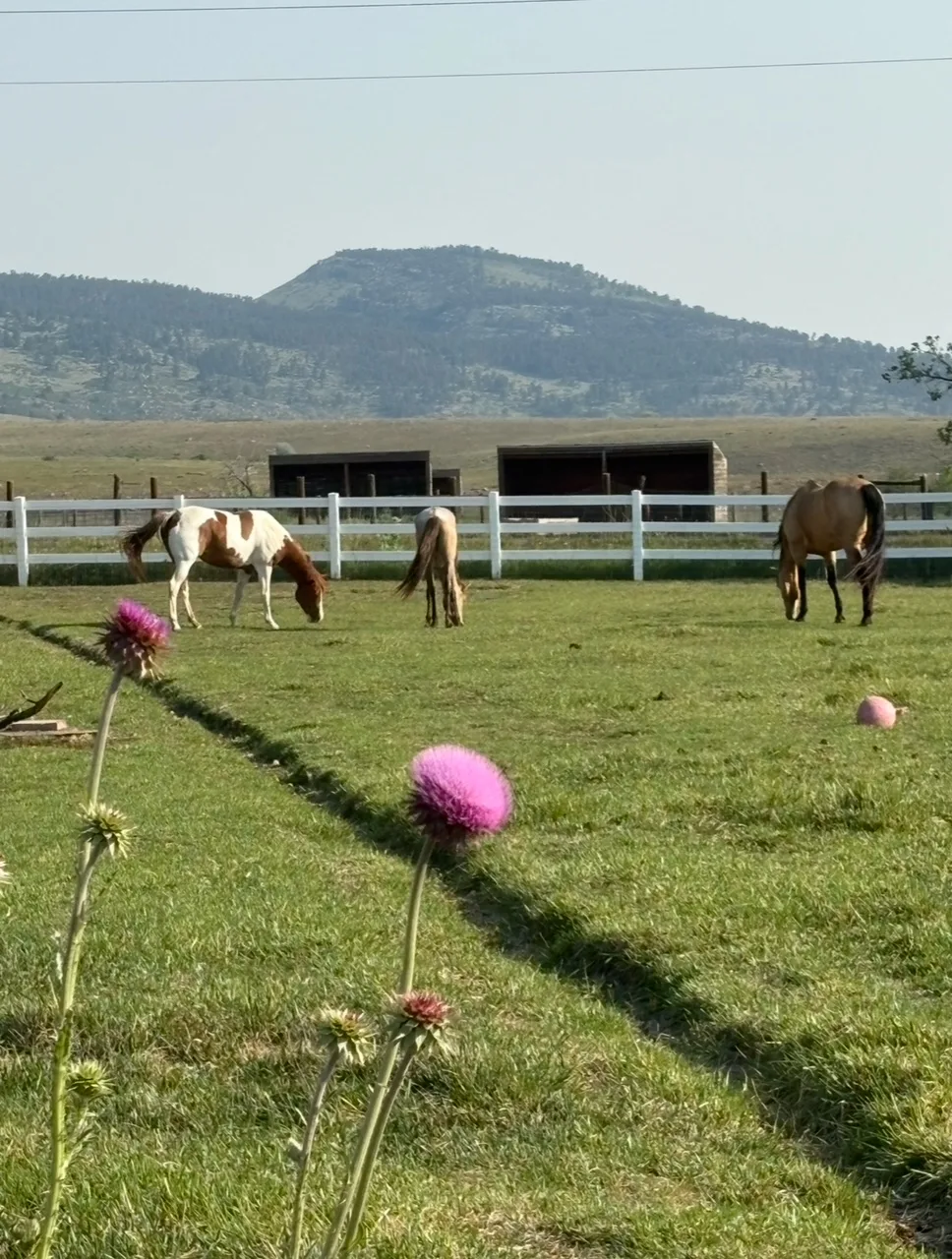 Horses grazing with the Colorado front range behind them