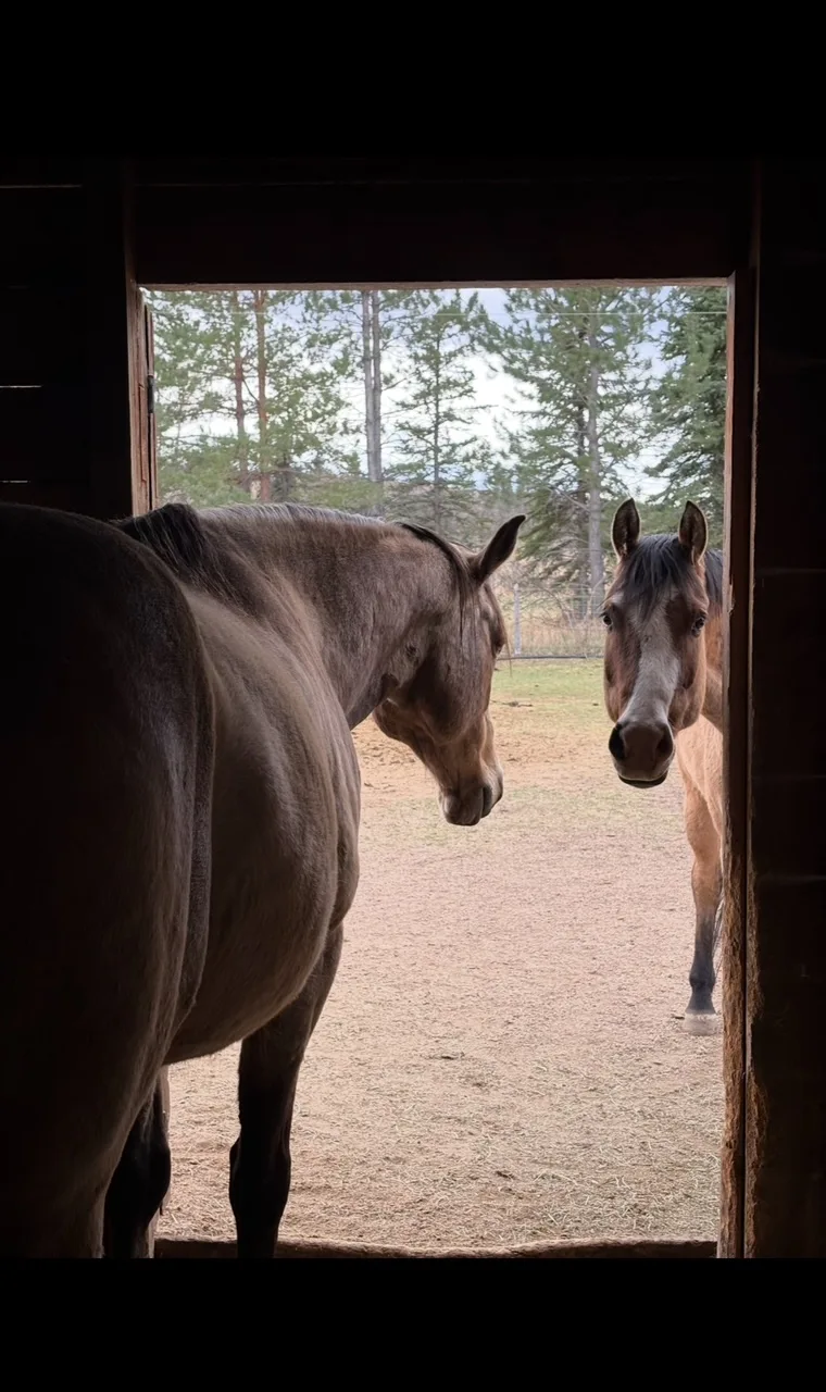 Two horses looking out from the barn