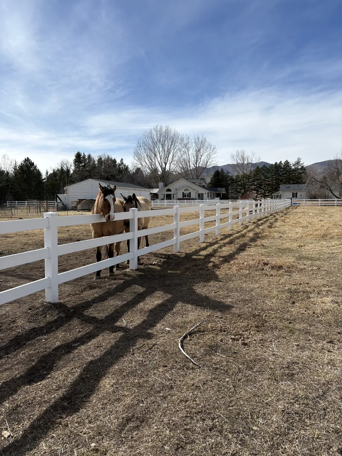 Horse & Pony Rides